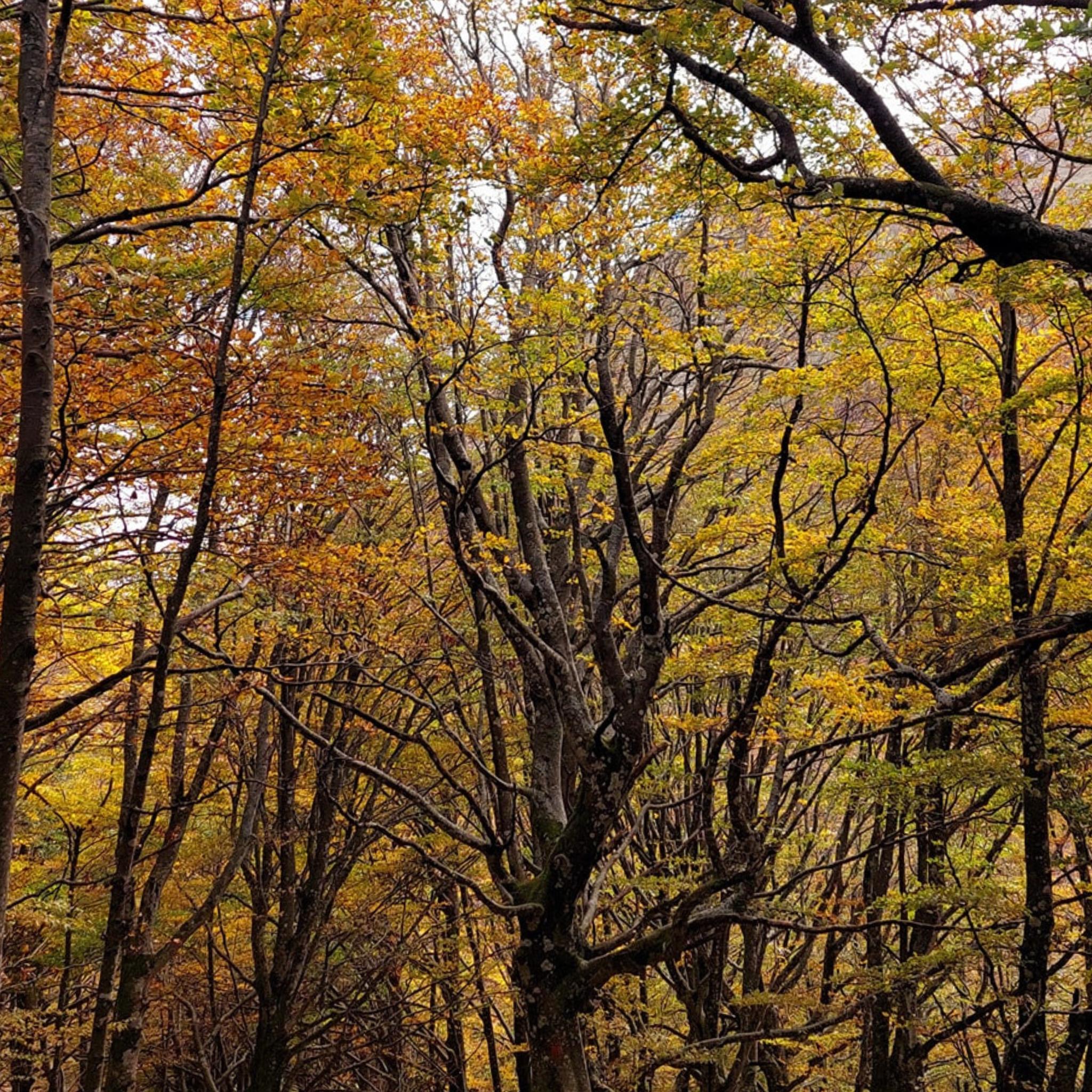 Faggeta - Parco Regionale del  Monte Cucco